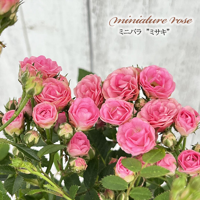 薔薇　3号 楽天市場】予約販売 ミニバラ サラマンダーアサミ 3号ポット