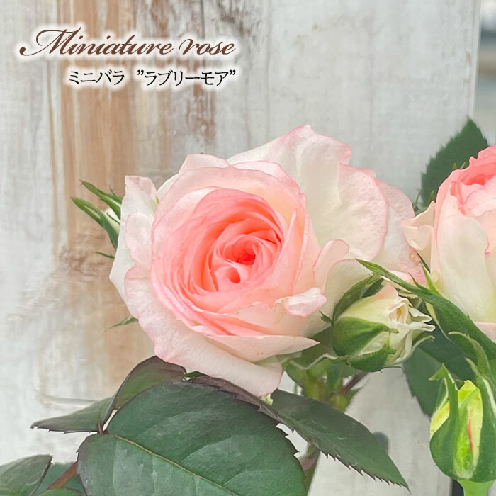 ベティ」切り花品種バラ苗 レアバラ 3点 切り花品種◇ミルクティーの花色◇