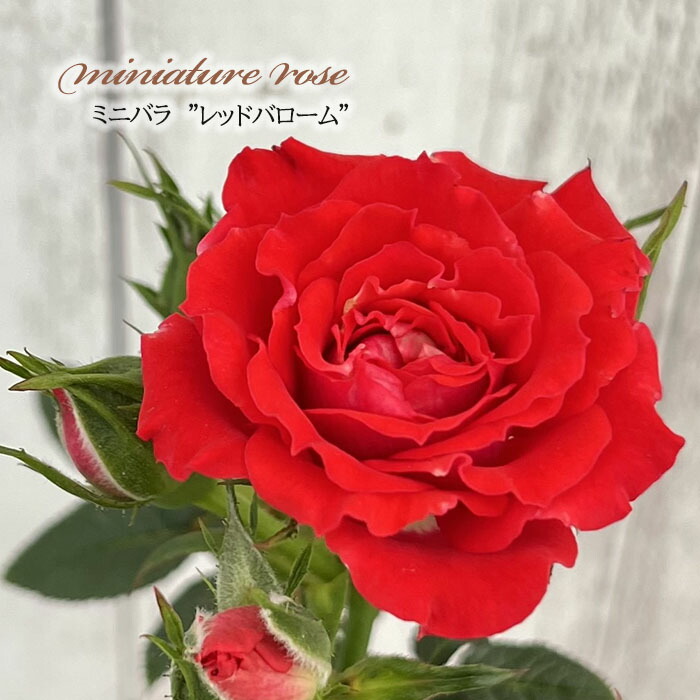 楽天市場】予約販売 ミニバラ T.Fタッカー 3号ポット 四季咲き バラ