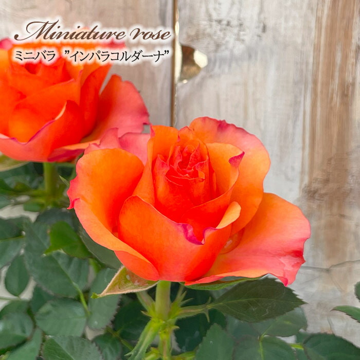 楽天市場】予約販売 ミニバラ アブソリュートヒット 3号ポット