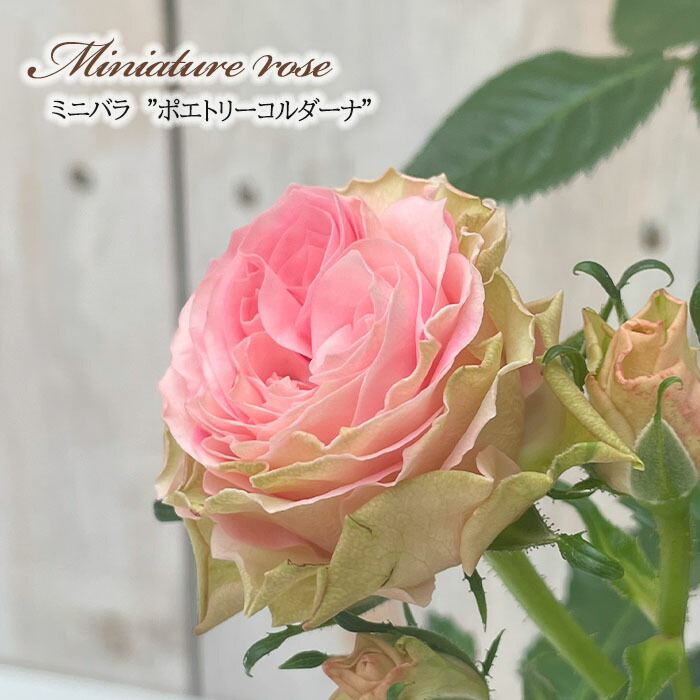 湖に咲く薔薇　3枚セット　ヘルメスやゴジラに 湖に咲く薔薇 3枚セット ヘルメスやゴジラに 50d12628-ffca-4ff8