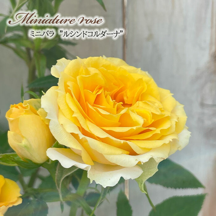 湖に咲く薔薇　3枚セット　ヘルメスやゴジラに 渚 nagisa – WABARA online store