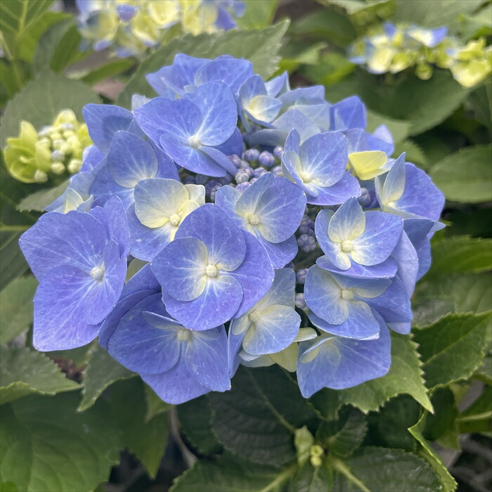 紫陽花 紫～ブルー三年生挿し木抜き苗一株 - メルカリ