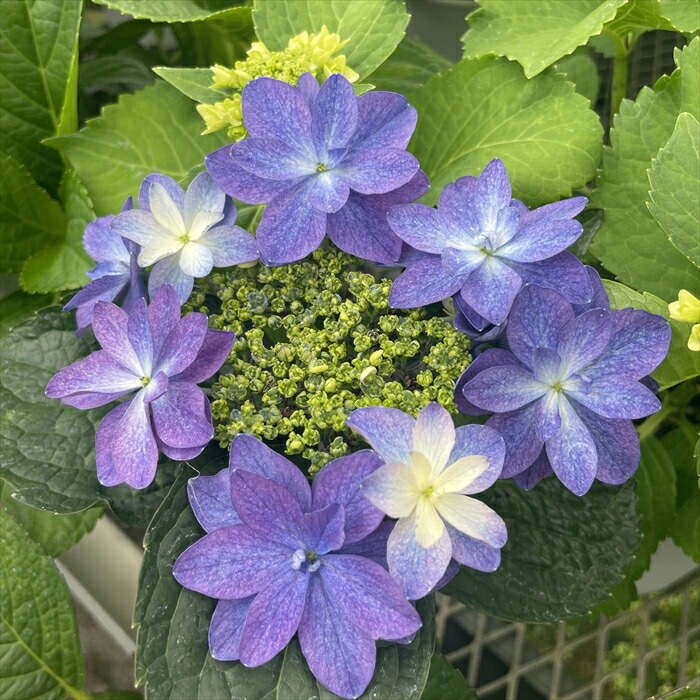 みぃた 紫陽花『深海の色』青色紫陽花配合土壌付き♪ みぃた 紫陽花『深海の色』青色紫陽花配合土壌付き♪ 紫陽花