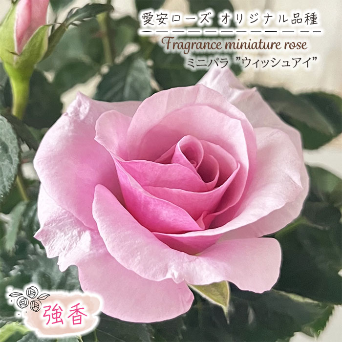 楽天市場】予約販売 ミニバラ クレッシェンドアイ 3号ポット バラ 薔薇 バラ苗 苗 愛安ローズ オリジナル品種 ars 3月上旬以降発送 :  フラワーネット 日本花キ流通