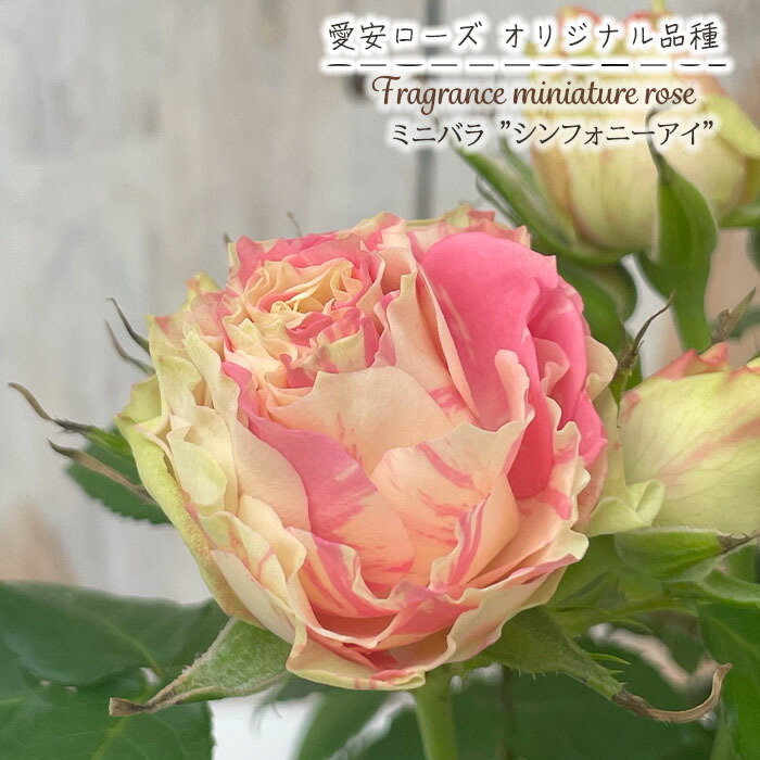 【専用ページ】ミニ薔薇 アクセサリー3点 61JA1Z2tYoL._AC_UL210_SR210,