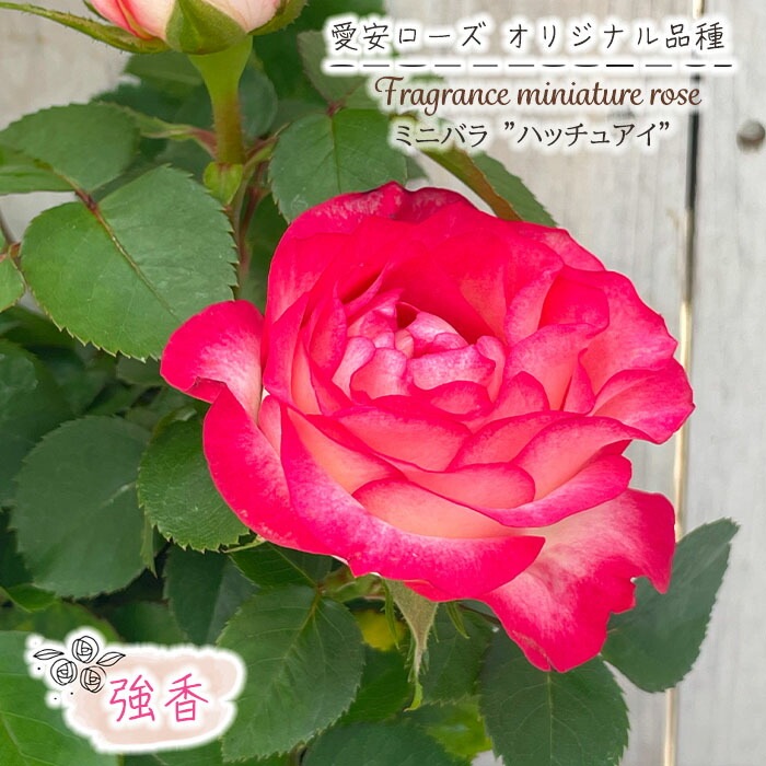 薔薇　3号 楽天市場】予約販売 ミニバラ アイムーン 3号ポット 四季咲き 強