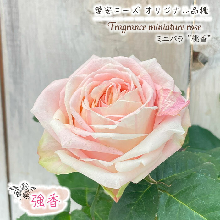 薔薇　3号 楽天市場】予約販売 ミニバラ サンフォニーアイ 3号ポット