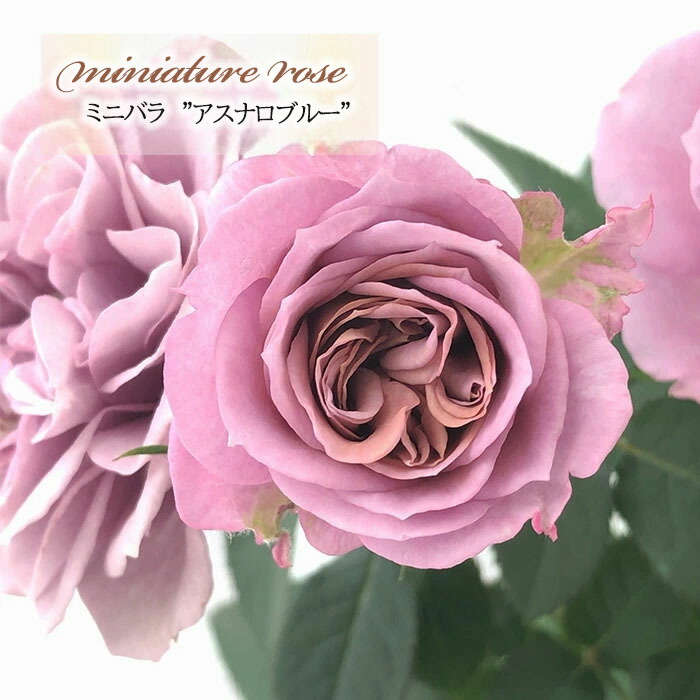 薔薇　3号 楽天市場】予約販売 ミニバラ アイムーン 3号ポット 四季咲き 強