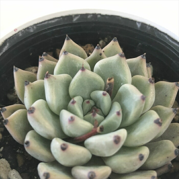 楽天市場】多肉植物 PKSFエケベリア リンゼアナ×臼田リンゼアナ