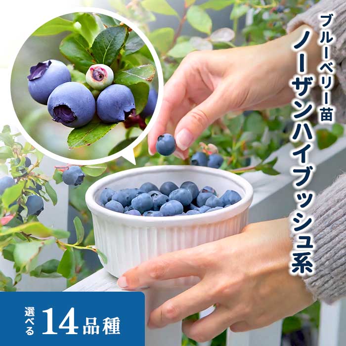 楽天市場】予約販売 選べるブルーベリー苗 サザンハイブッシュ系