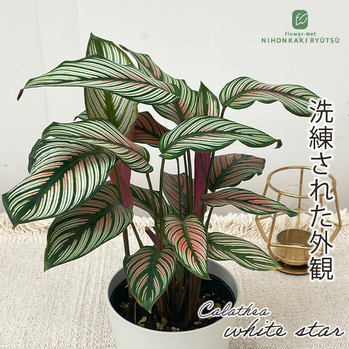 楽天市場】観葉植物 フィロデンドロン ワルセビッチ 7.5cmポット 楽天市場】観葉植物 フィロデンドロン ワルセビッチ 7.5cmポット
