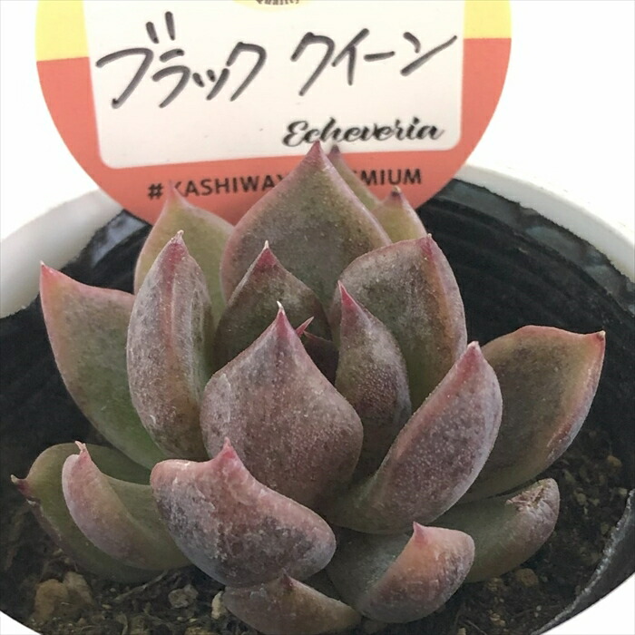 ダークオパール◎多肉植物 カット苗 韓国苗 エケベリア等 ダークオパール 韓国苗 エケベリア 多肉 - メルカリ