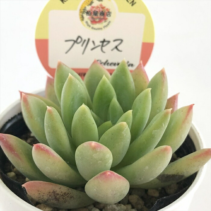 楽天市場】多肉植物 skエケベリア 月迫の薔薇 多肉植物 エケベリア 7.5cmポット : フラワーネット 日本花キ流通