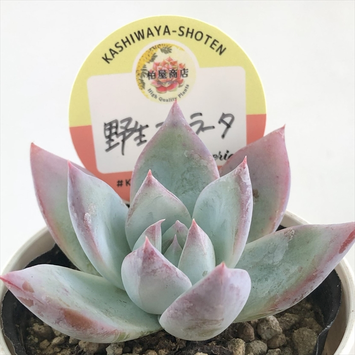 多肉植物 エケベリア fw139ワイルドコロラータ25個