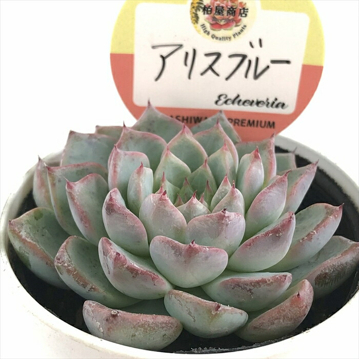 miso苗⭐️ロメオルビン×ケッセルリンゼアナ⭐️ミソさん 多肉 エケベリア miso苗⭐️ロメオルビン×ケッセルリンゼアナ⭐️ミソさん 多肉