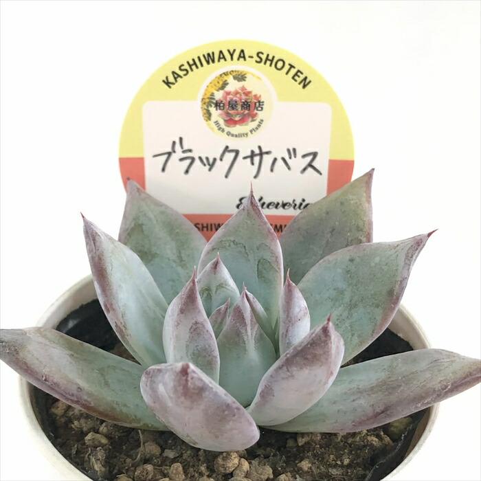 多肉植物 エケベリア P.K.S.F苗 命名株 くろろ 多肉植物 エケベリア P.K.S.F苗 命名株 くろろ