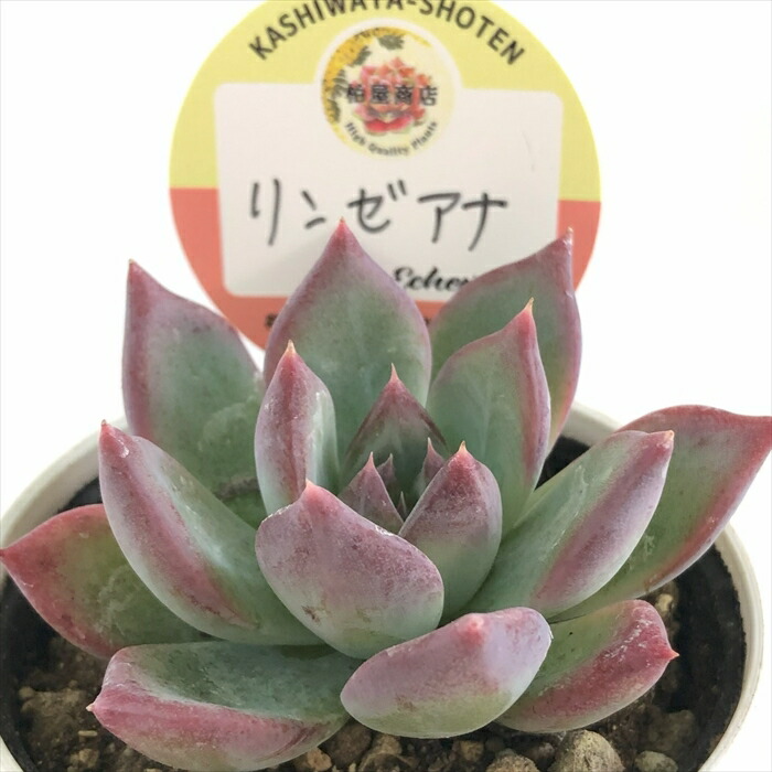 楽天市場】多肉植物 PKSFエケベリア リンゼアナ×臼田リンゼアナ 多肉