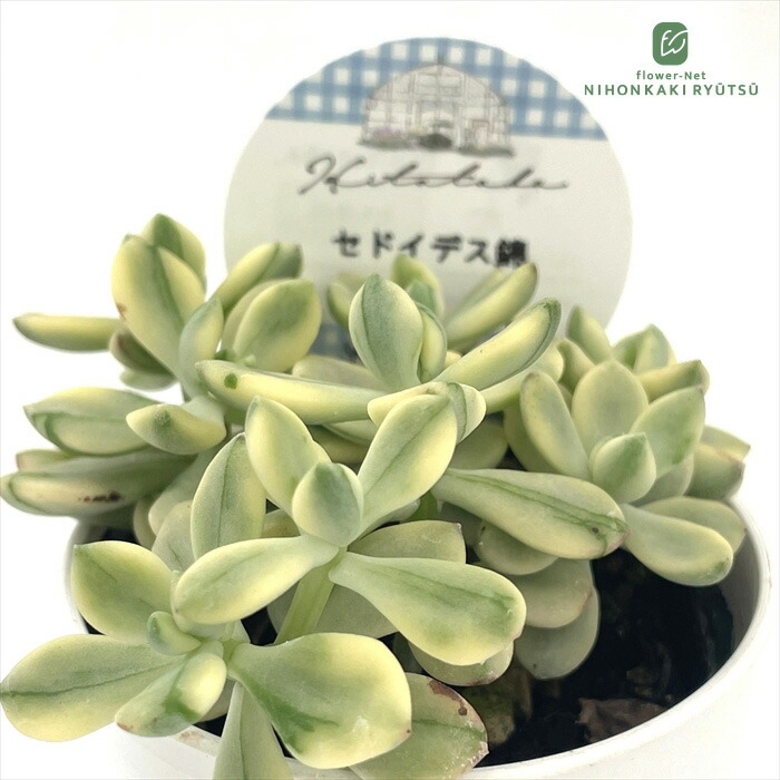 楽天市場】多肉植物 O's銀天女物語 No.03 大海天女 多肉植物 O's