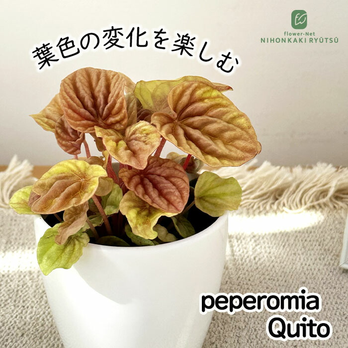 楽天市場】ペペロミア 美依子 3号ポット苗 観葉植物 鉢植え お洒落