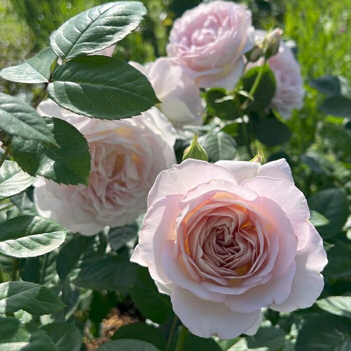 楽天市場】予約販売 バラ苗 バラ大苗 河本バラ園 タフタ 品種登録出願