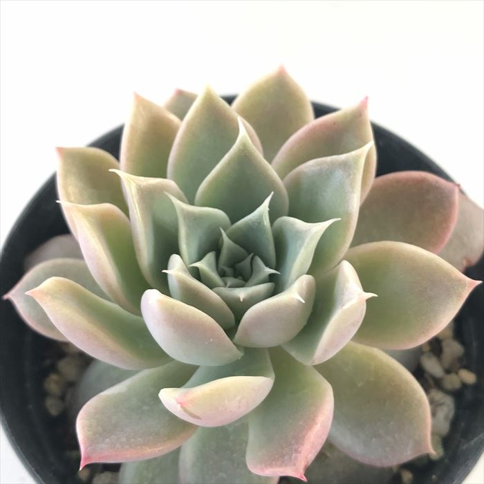 楽天市場】多肉植物 oriミックスベリア No.042 パステル