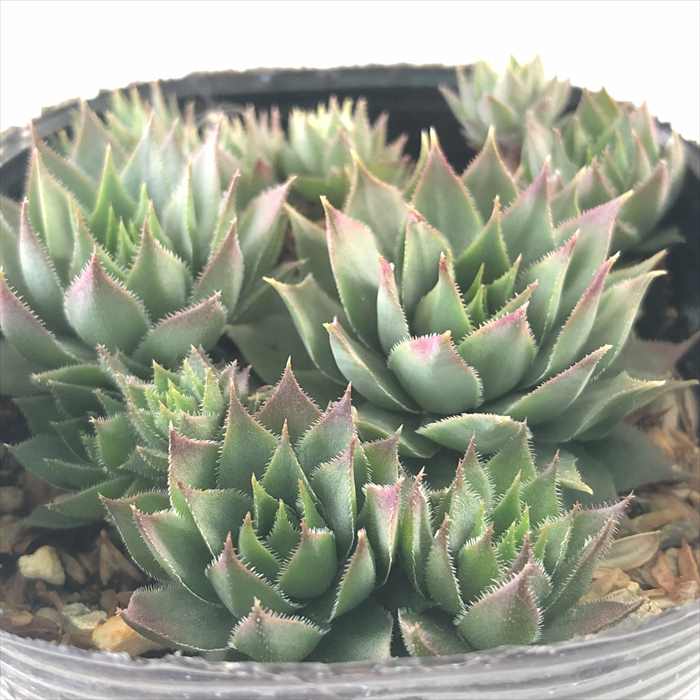 楽天市場】多肉植物 yukセンペルビウム 紅牡丹 6cmポット : フラワー