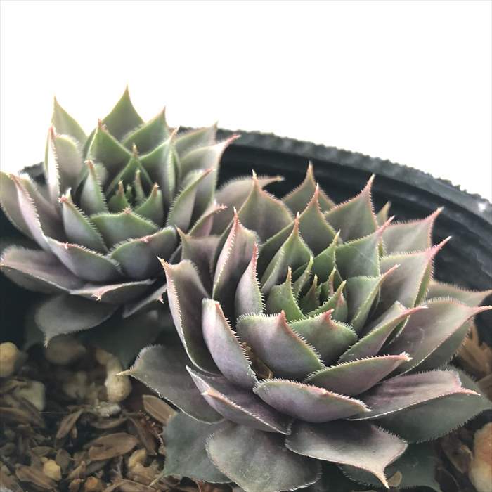 楽天市場】多肉植物 sfセンペルビウム デザートブルーム 7.5cmポット