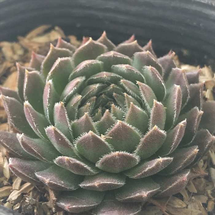 センペルビウム　jubiliee ジュビリー　② 7303_1.jpg