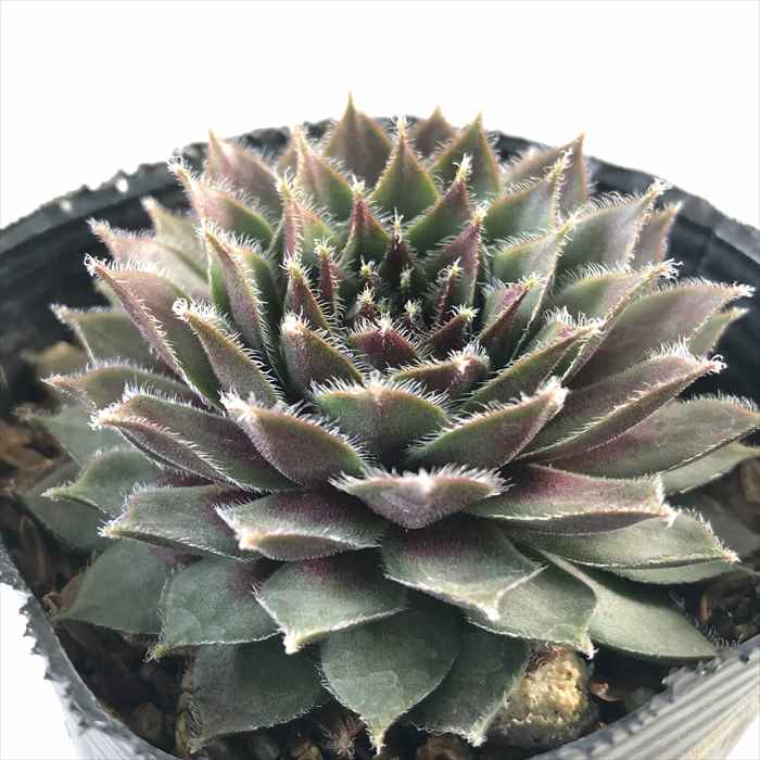 楽天市場】多肉植物 shセンペルビウム プラムパフェ 7.5cmポット