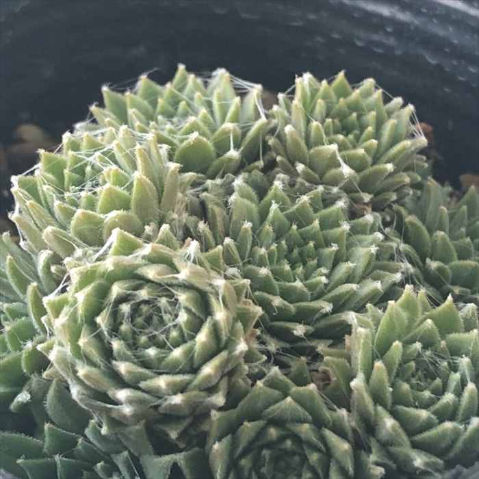 楽天市場】多肉植物 sfセンペルビウム ジェロナ 7.5cmポット