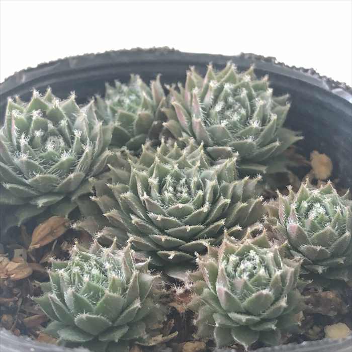 クランベリー 多肉植物 10f94a5dbf7b7a1d8af2cb8b4ed65f