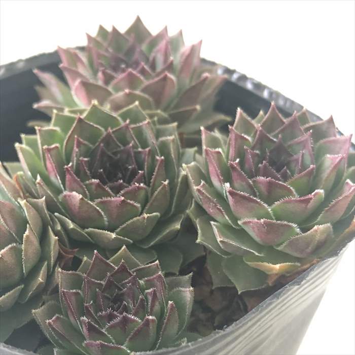 楽天市場】多肉植物 sfセンペルビウム ファイヤーバード 7.5cm