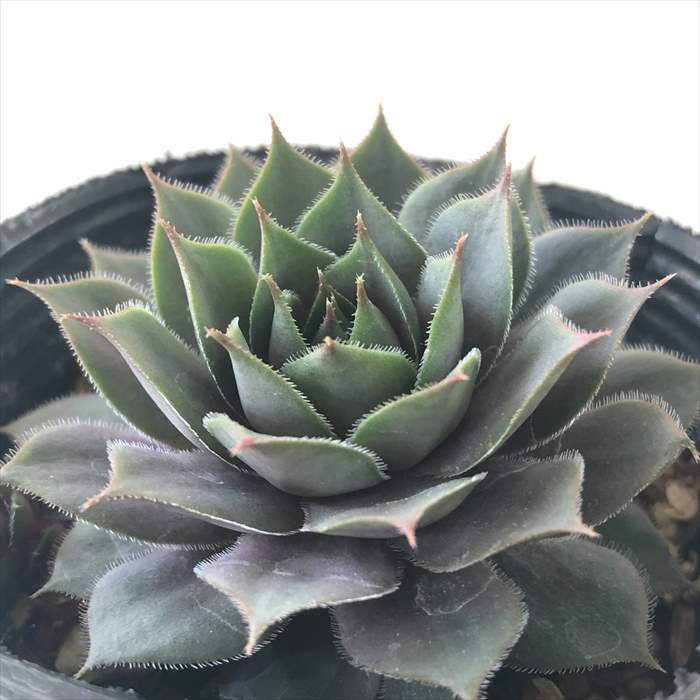 ブラックミニ  センペルビウム 抜き苗 センペルビブム ブラックミニ Sempervivum 'Black Mini'｜多肉