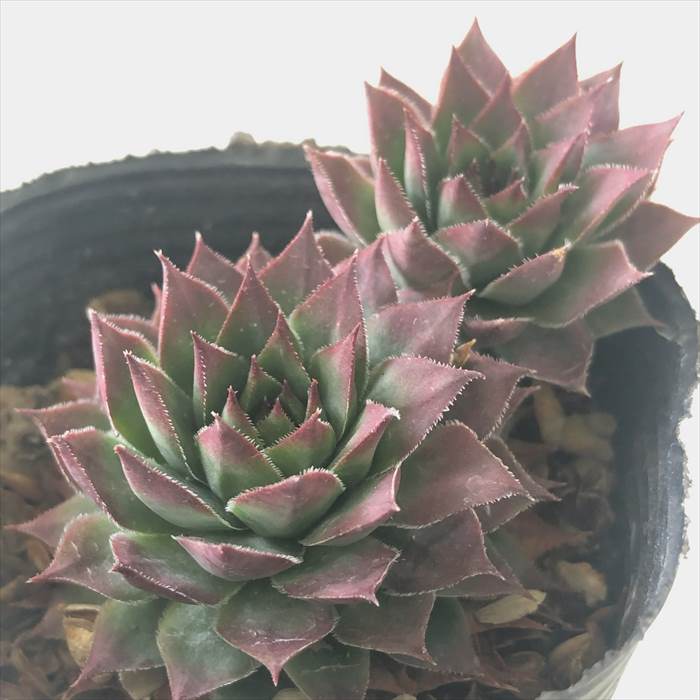 楽天市場】多肉植物 onセンペルビウム バロネッセ 9cmポット