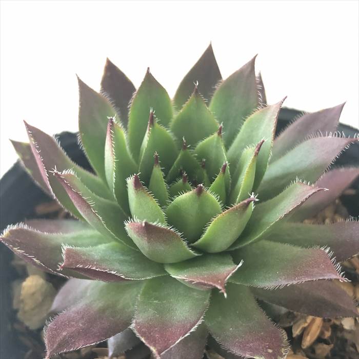 楽天市場】多肉植物 sfセンペルビウム ジェロナ 7.5cmポット