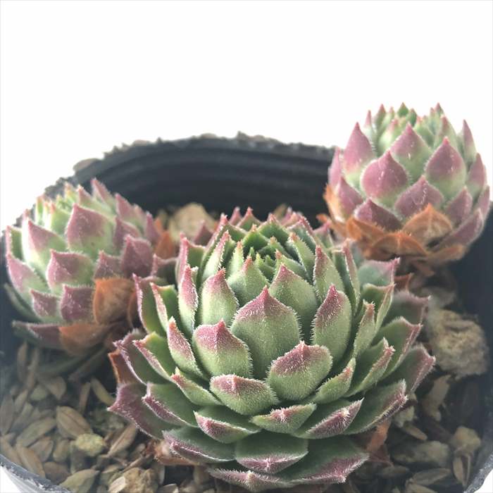 楽天市場】多肉植物 センペルビウム タルク 7.5cmポット 観葉植物