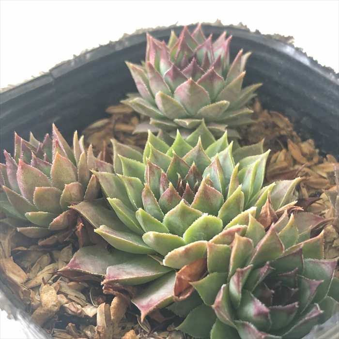 楽天市場】多肉植物 sfセンペルビウム ビングチェリー 7.5cmポット