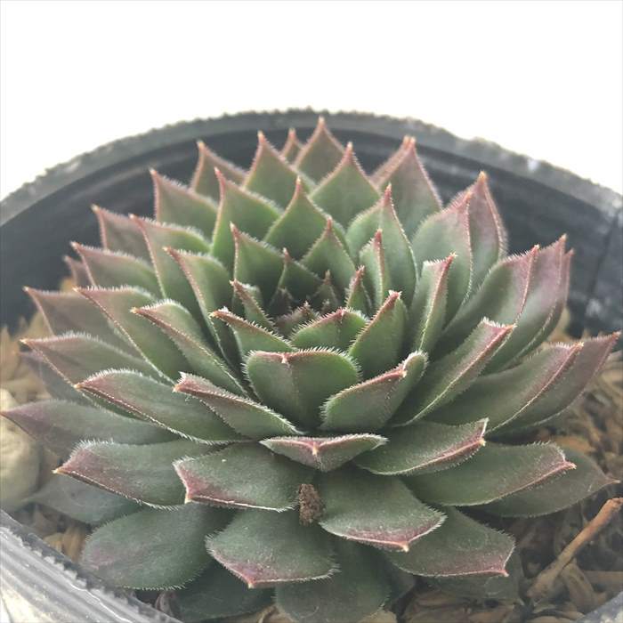 楽天市場】多肉植物 shセンペルビウム コットンキャンディ 7.5cm