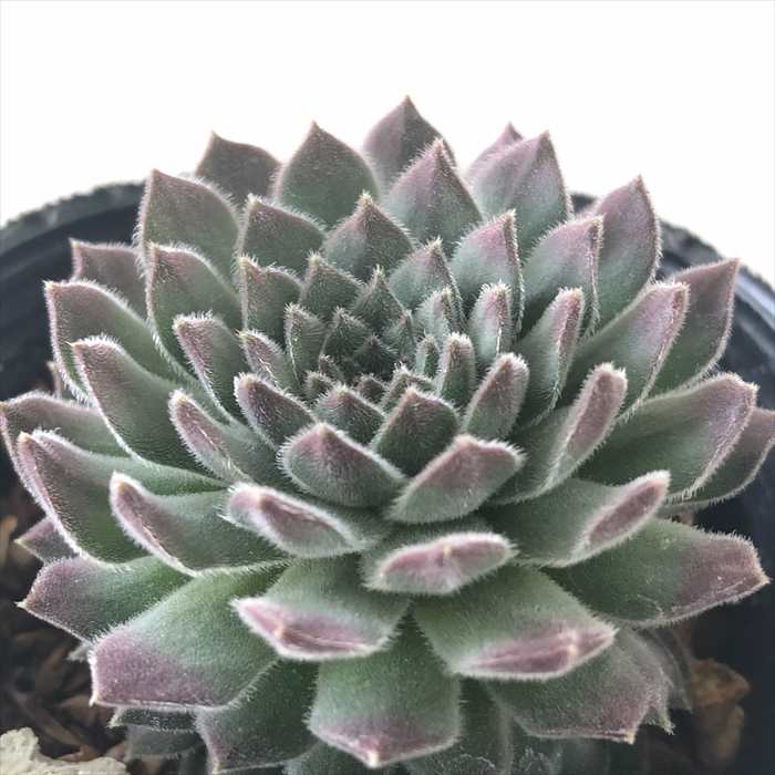 楽天市場】多肉植物 shセンペルビウム コーラルレッド 7.5cmポット