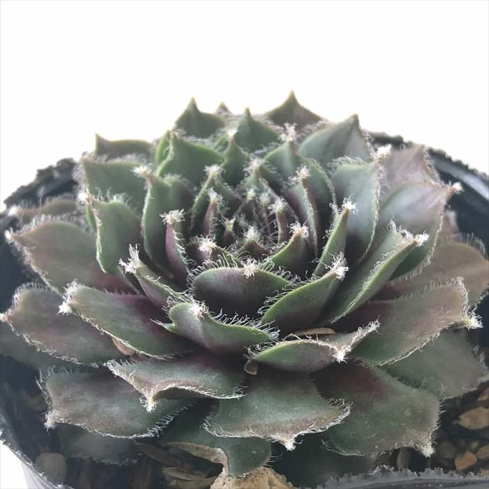 楽天市場】多肉植物 onセンペルビウム バロネッセ 9cmポット