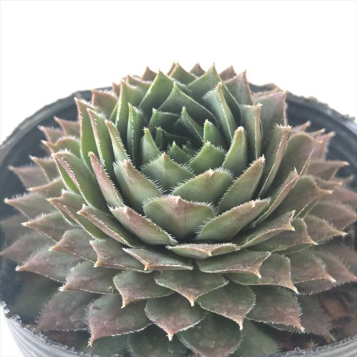 感謝を込めて。センペルビウム15(*´ω`*)Ｓ 感謝を込めて。センペルビウム15(*´ω`*)M