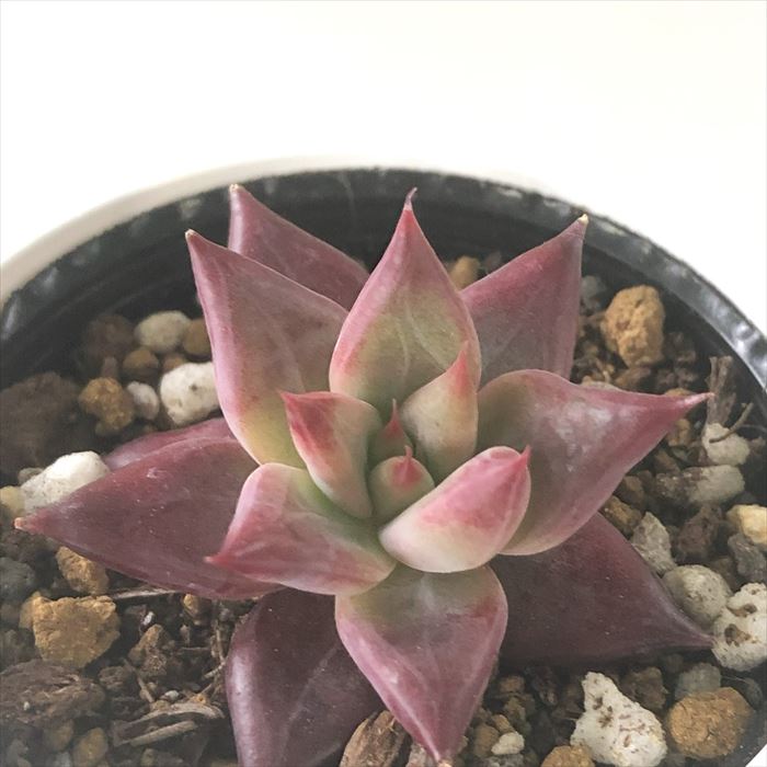 フィオナ錦　ビッグサイズ　多肉植物　エケベリア 楽天市場】多肉植物 hxエケベリア フィオナ×ホーリンゼ 多肉植物