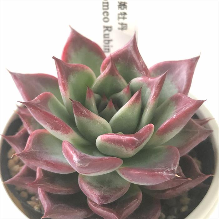 楽天市場】多肉植物 O'sエケベリア トバレンシス×ザラゴーサsp 楽天市場】多肉植物 O'sエケベリア トバレンシス×ザラゴーサsp