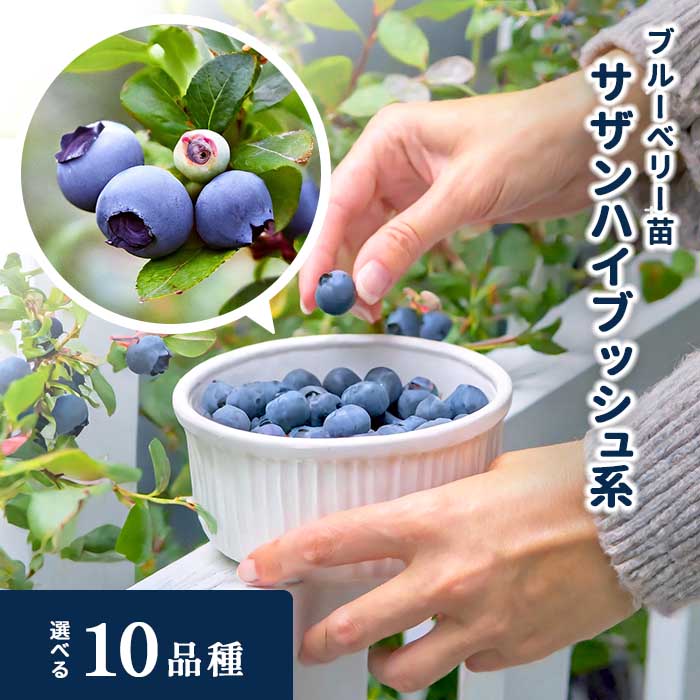 楽天市場】予約販売 選べるブルーベリー苗 ノーザンハイブッシュ