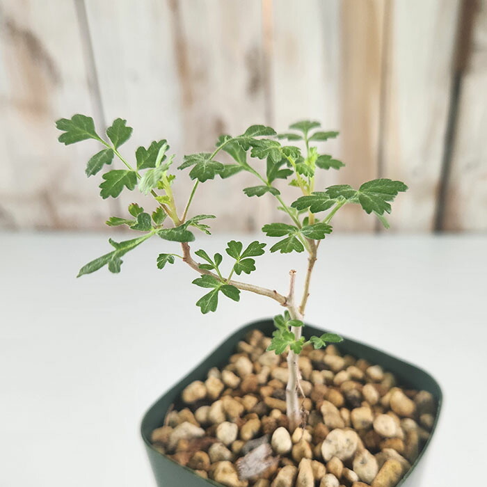 コーデックスセット売③ 塊根植物パキプス ギラウミニアナ ホリダ 近日入荷しますよ！ 三州みやび鉢は触れて頂き『愛でるほどに