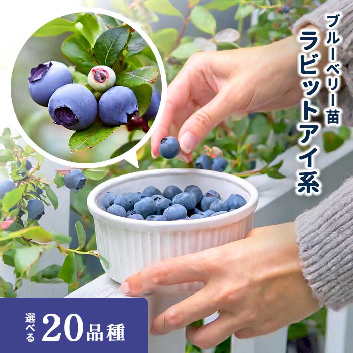楽天市場】予約販売 選べるブルーベリー苗 ノーザンハイブッシュ