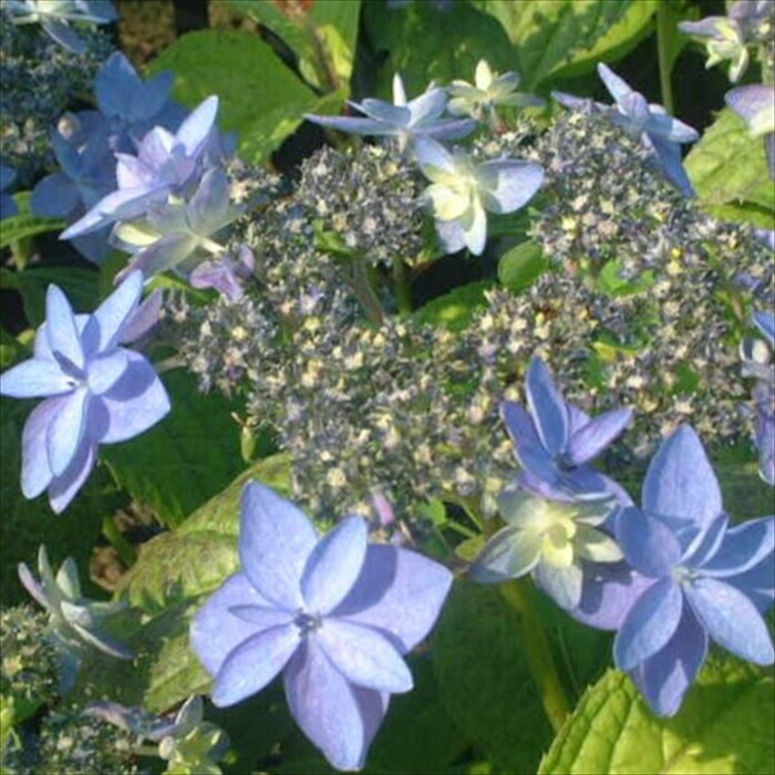 楽天市場】アジサイ シャルム ブルー 9cm〜10.5cmポット 登録品種