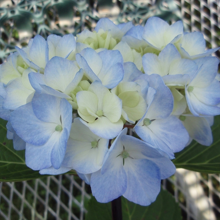 紫陽花さま専用 ちび様専用 紫陽花 アジサイ スズキ農園 ブラックナイト レッド