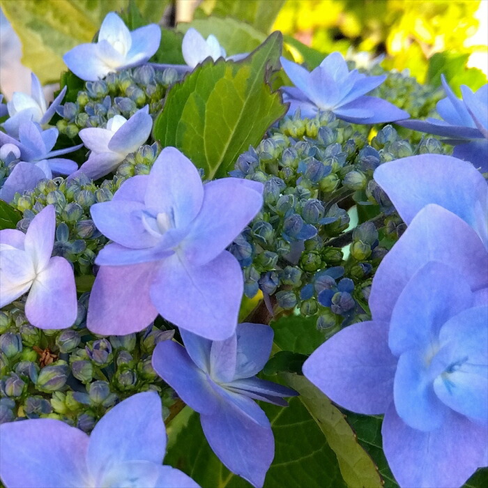 楽天市場】アジサイ 藍染め 7.5cmポット 加茂 KAMOセレクション